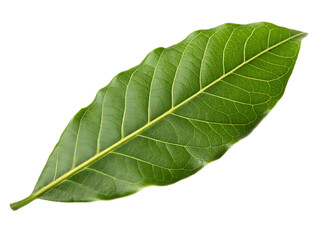 Obraz premium A single fresh tamarind leaf isolated on a transparent background