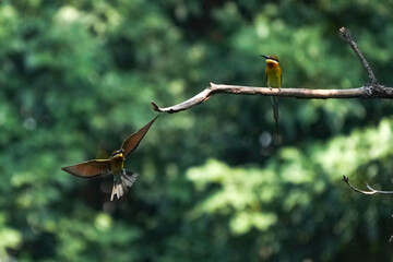 A small green-headed weaver bird that lives naturally in Thailand.