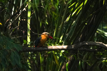 Common kingfisher, living naturally in Thailand