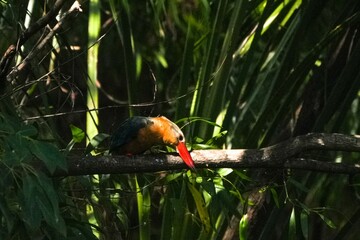 Common kingfisher, living naturally in Thailand