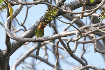 A small green-headed weaver bird that lives naturally in Thailand.