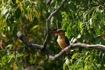 Common kingfisher, living naturally in Thailand