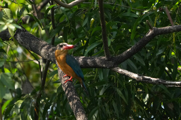 Common kingfisher, living naturally in Thailand