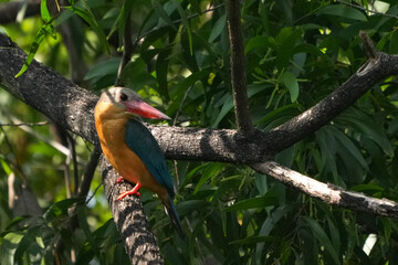 Common kingfisher, living naturally in Thailand