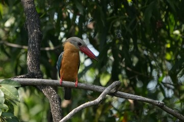 Common kingfisher, living naturally in Thailand