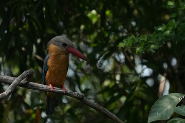 Common kingfisher, living naturally in Thailand