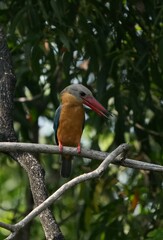 Common kingfisher, living naturally in Thailand