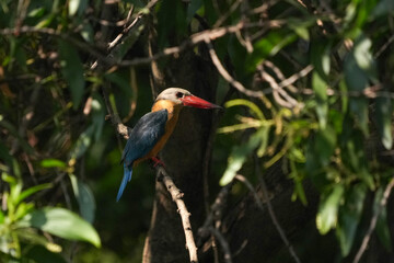 Common kingfisher, living naturally in Thailand