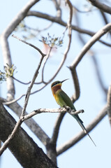 A small green-headed weaver bird that lives naturally in Thailand.