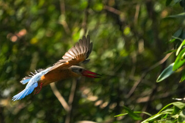 Common kingfisher, living naturally in Thailand