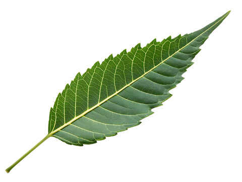 A single neem leaf isolated on a transparent background