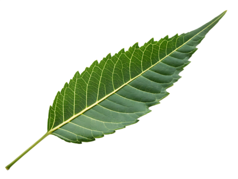 A single neem leaf isolated on a transparent background