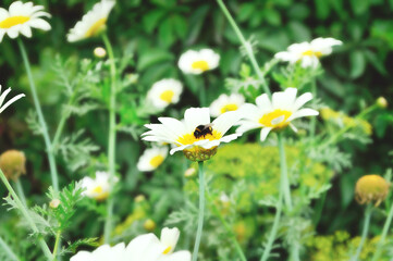 Calendula flower and bumblebee collects nectar from white calendula flower in the meadow in cloudy weather, summer landscape. Focus at the bumblebee on the flower