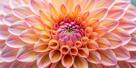 Obraz premium An intricate close-up of a dahlia flower with delicate petals and center details, garden flowers, bloom, close up, garden blooms, colorful flowers