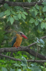 Common kingfisher, living naturally in Thailand