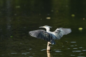 Green Egret, living naturally in Thailand