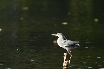 Green Egret, living naturally in Thailand
