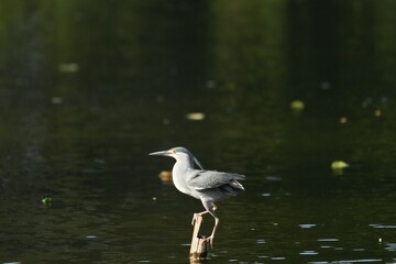 Green Egret, living naturally in Thailand