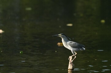 Green Egret, living naturally in Thailand