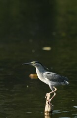 Green Egret, living naturally in Thailand