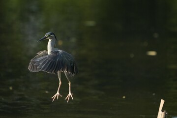 Green Egret, living naturally in Thailand