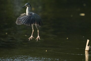 Green Egret, living naturally in Thailand