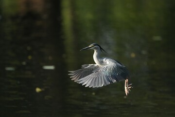 Green Egret, living naturally in Thailand