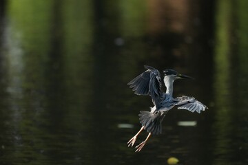 Green Egret, living naturally in Thailand