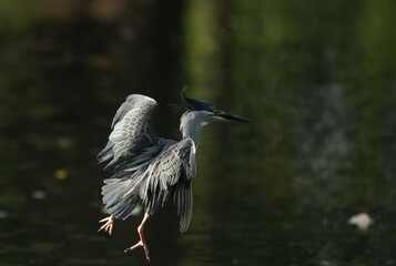 Green Egret, living naturally in Thailand