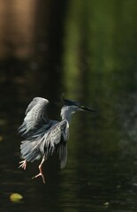 Green Egret, living naturally in Thailand