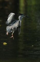 Green Egret, living naturally in Thailand