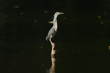 Green Egret, living naturally in Thailand