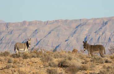 Naklejka premium Wild Burros in Winter int he Nevada Desert