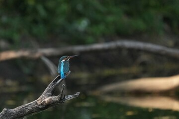 Kingfisher, living naturally in Thailand