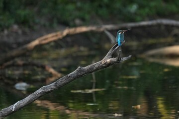 Kingfisher, living naturally in Thailand