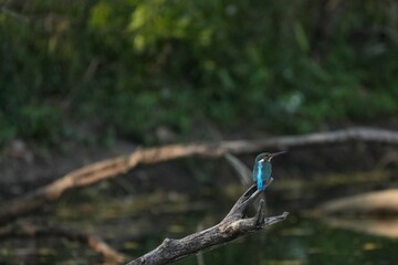 Kingfisher, living naturally in Thailand
