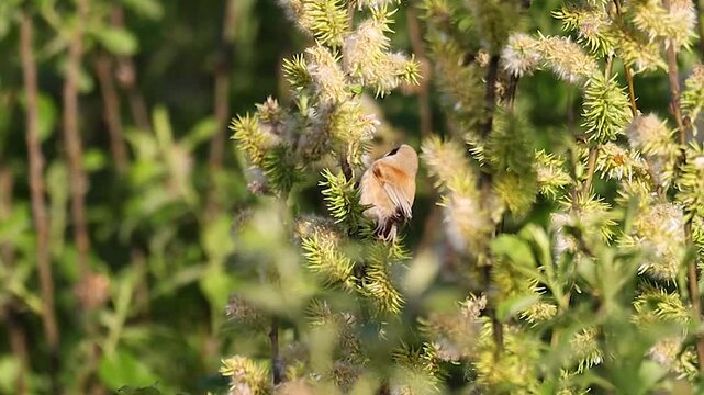spring bird, eurasian penduline tit collects material for nest