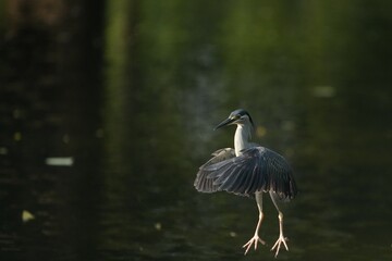 Green Egret, living naturally in Thailand