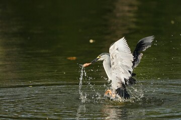 Green Egret, living naturally in Thailand