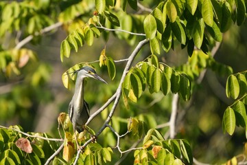 Green Egret, living naturally in Thailand