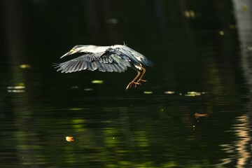 Green Egret, living naturally in Thailand