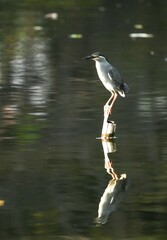 Green Egret, living naturally in Thailand