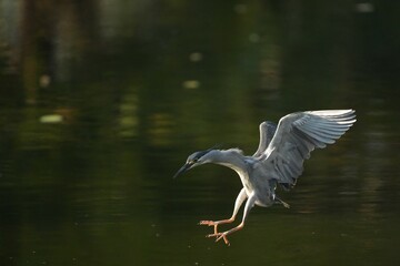 Green Egret, living naturally in Thailand