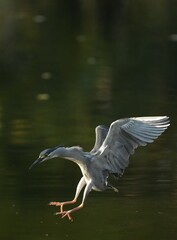 Green Egret, living naturally in Thailand