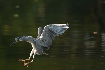 Green Egret, living naturally in Thailand