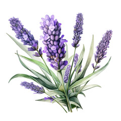 Fototapeta premium Lavender Clipart Vector Illustration - Elegant Floral Design
