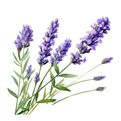 Fototapeta premium Lavender Clipart Vector Illustration - Elegant Floral Design