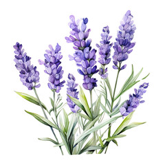 Obraz premium Lavender Clipart Vector Illustration - Elegant Floral Design