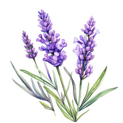 Obraz premium Lavender Clipart Vector Illustration - Elegant Floral Design