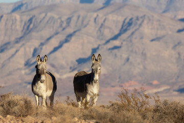 Wild Burros in Winter int he Nevada Desert
